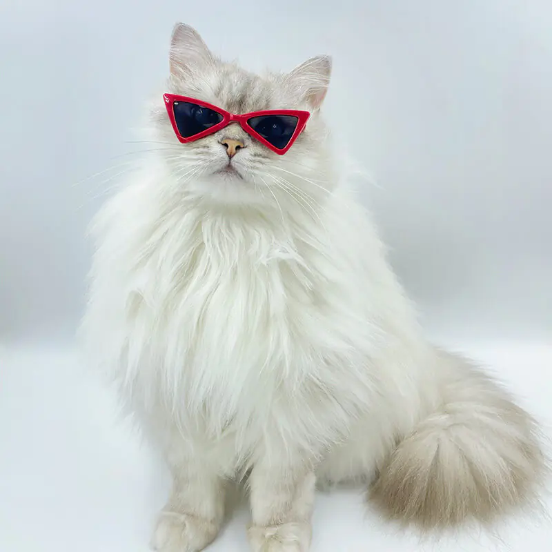 Pet sunglasses cat glasses trendy pet accessories (1)